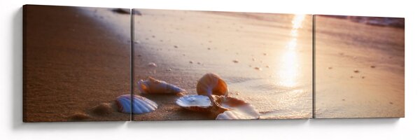 Obraz - Mušle (170x50 cm)