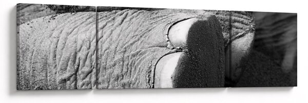 Obraz - Sloní noha (170x50 cm)