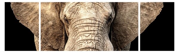 Obraz - Slon africký (170x50 cm)
