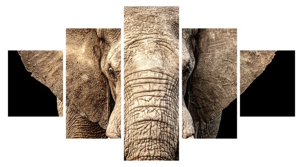 Obraz - Slon africký (125x70 cm)