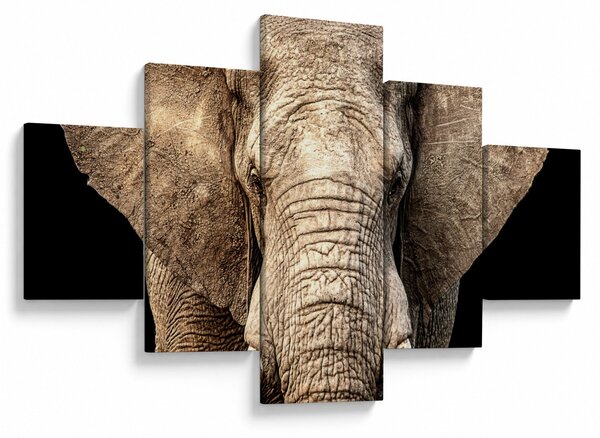 Obraz - Slon africký (125x70 cm)