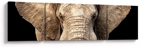 Obraz - Slon africký (170x50 cm)