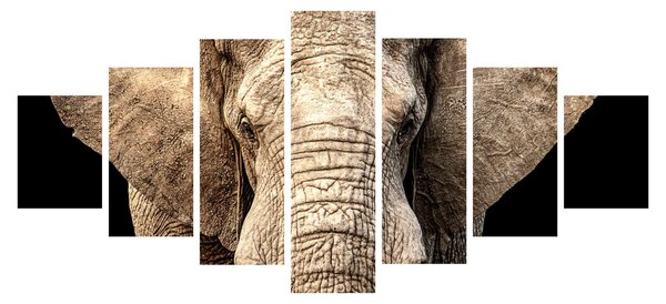 Obraz - Slon africký (210x100 cm)