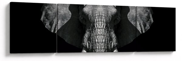 Obraz - Slon na černém pozadí (170x50 cm)