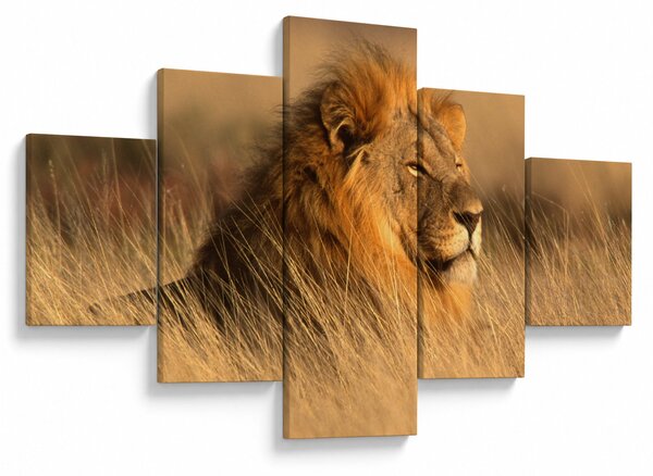 Obraz - Národní park Etosha (125x70 cm)