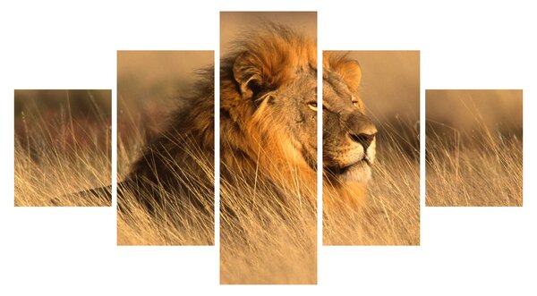 Obraz - Národní park Etosha (125x70 cm)