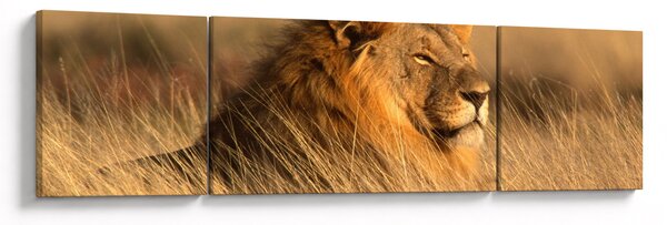 Obraz - Národní park Etosha (170x50 cm)