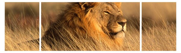 Obraz - Národní park Etosha (170x50 cm)