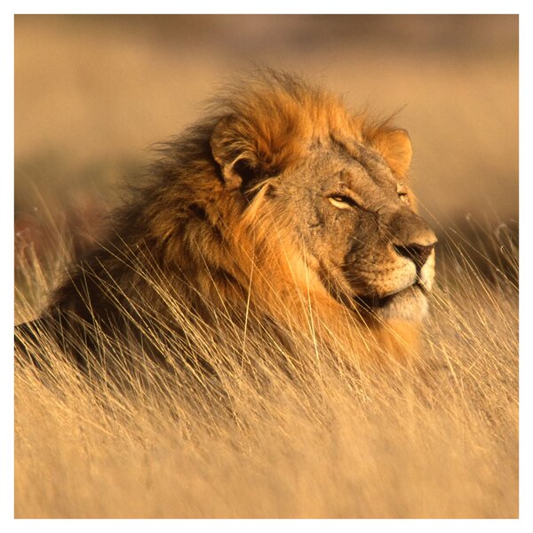 Obraz - Národní park Etosha (30x30 cm)