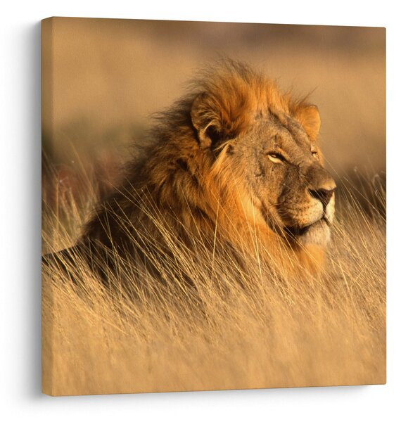 Obraz - Národní park Etosha (30x30 cm)