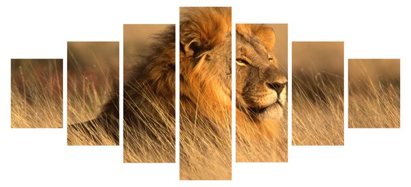 Obraz - Národní park Etosha (210x100 cm)