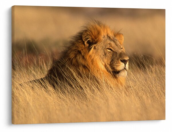 Obraz - Národní park Etosha (70x50 cm)