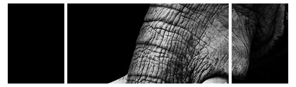 Obraz - Sloní kly (170x50 cm)