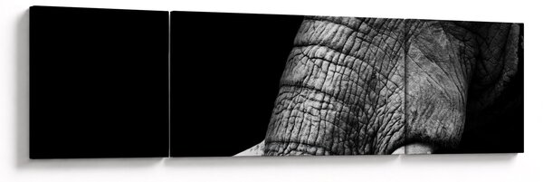 Obraz - Sloní kly (170x50 cm)