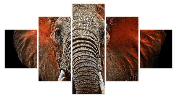 Obraz - Sloni z Tsavo (125x70 cm)