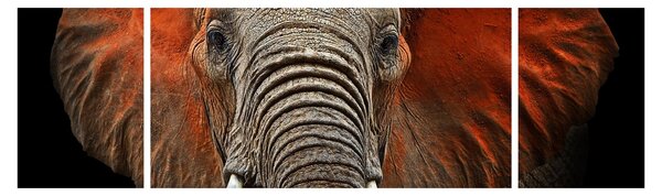 Obraz - Sloni z Tsavo (170x50 cm)