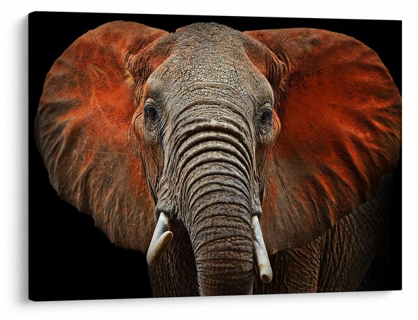 Obraz - Sloni z Tsavo (70x50 cm)
