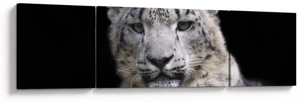 Obraz - Levhart sněžný (170x50 cm)