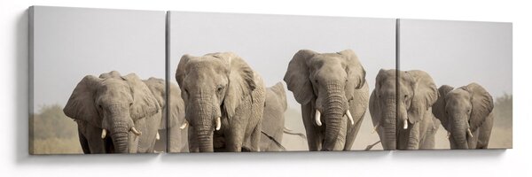 Obraz - Sloní stádo (170x50 cm)