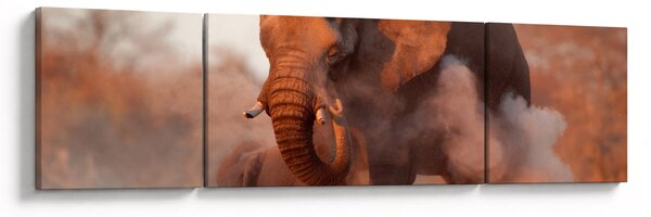 Obraz - Velký slon africký (170x50 cm)