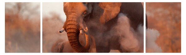 Obraz - Velký slon africký (170x50 cm)