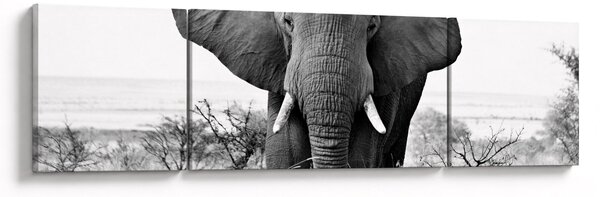 Obraz - Slon africký II. (170x50 cm)