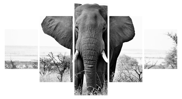 Obraz - Slon africký II. (125x70 cm)