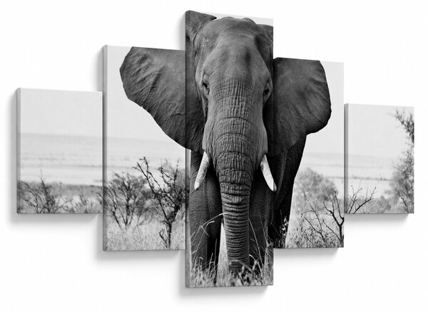 Obraz - Slon africký II. (125x70 cm)