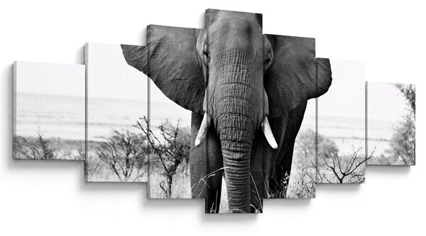 Obraz - Slon africký II. (210x100 cm)