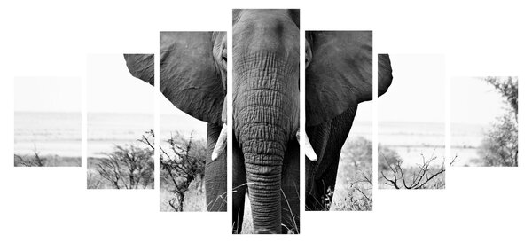 Obraz - Slon africký II. (210x100 cm)