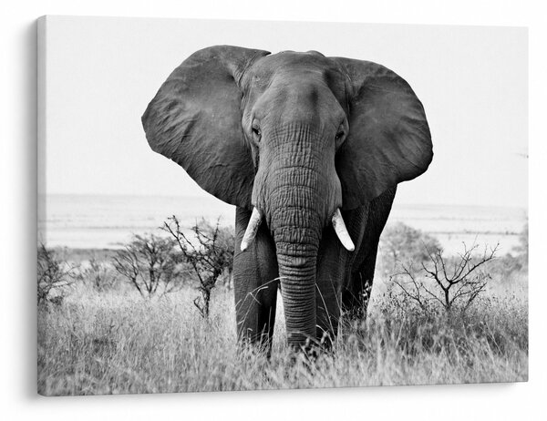 Obraz - Slon africký II. (70x50 cm)