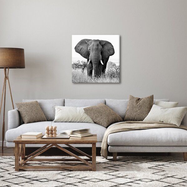 Obraz - Slon africký II. (30x30 cm)