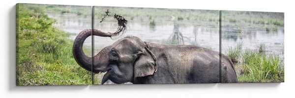 Obraz - Koupající se slon (170x50 cm)