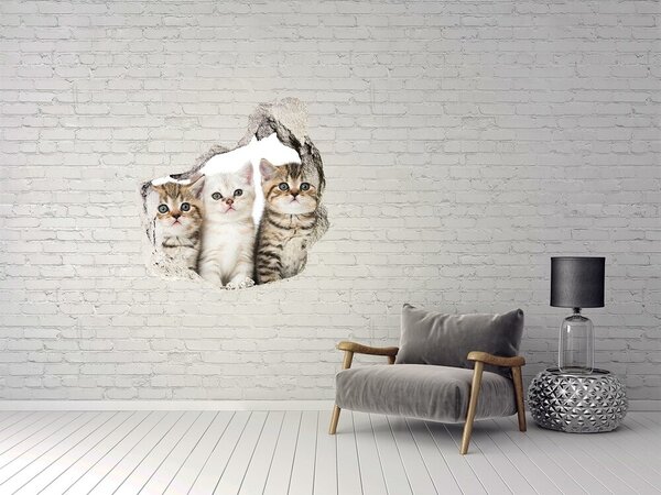 Díra 3D fototapeta nálepka Koťátka nd-p-159885002