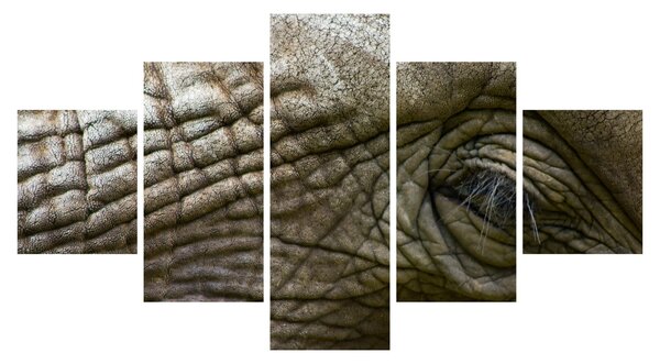 Obraz - Detailní fotografie starého sloního oka (125x70 cm)