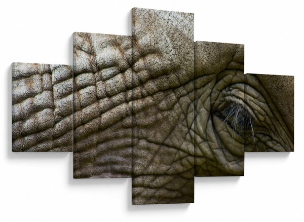 Obraz - Detailní fotografie starého sloního oka (125x70 cm)