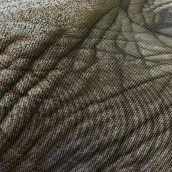 Obraz - Detailní fotografie starého sloního oka (210x100 cm)