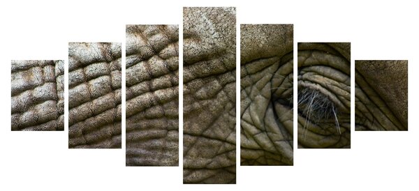 Obraz - Detailní fotografie starého sloního oka (210x100 cm)