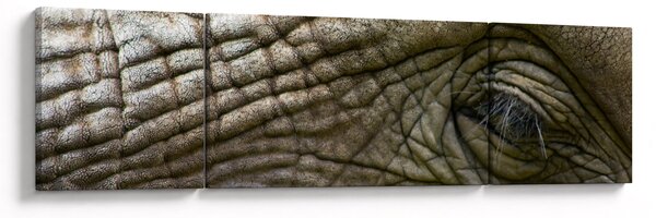 Obraz - Detailní fotografie starého sloního oka (170x50 cm)