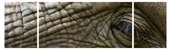 Obraz - Detailní fotografie starého sloního oka (170x50 cm)