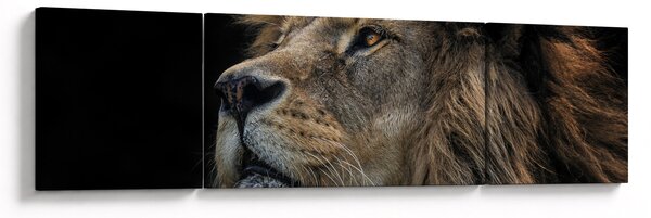 Obraz - Majestátní lev (170x50 cm)