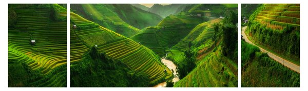 Obraz - Rýžové terasy Mu Cang Chai (170x50 cm)