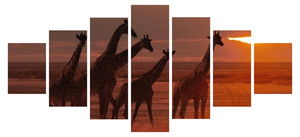 Obraz - Žirafy v africké savaně (210x100 cm)