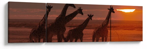 Obraz - Žirafy v africké savaně (170x50 cm)