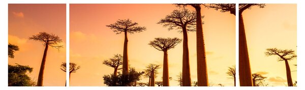Obraz - Západ slunce v uličce Baobab (170x50 cm)
