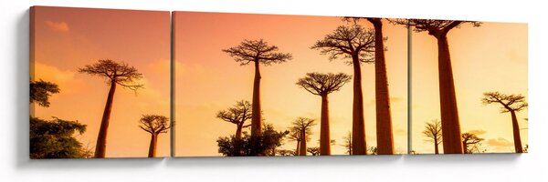 Obraz - Západ slunce v uličce Baobab (170x50 cm)