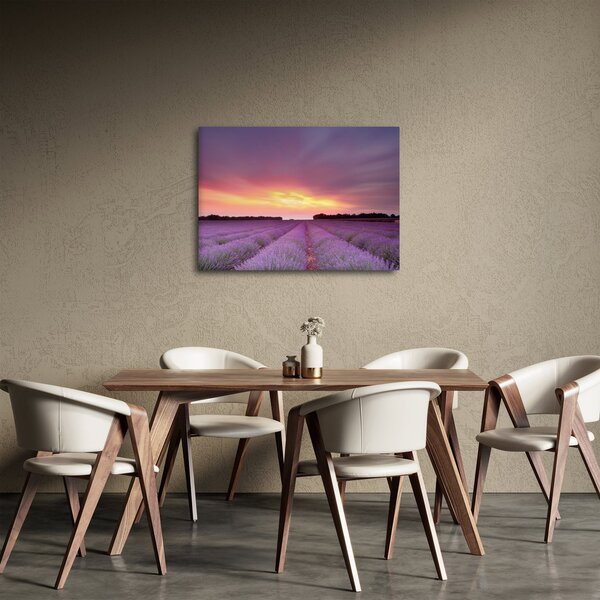 Obraz - Levandulové pole (70x50 cm)