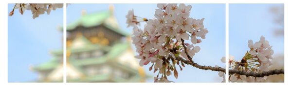Obraz - Sakura (170x50 cm)