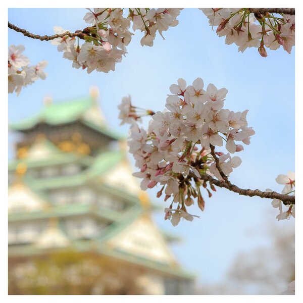 Obraz - Sakura (30x30 cm)