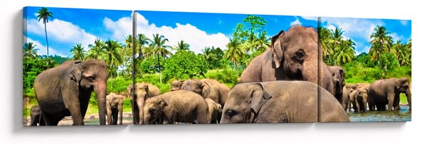 Obraz - Sloni, Sri Lanka (170x50 cm)